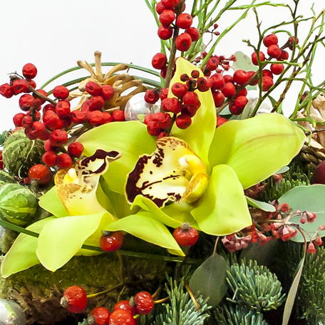 Produto: Orquídeas natalícias